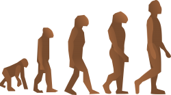 Evolution des Menschen